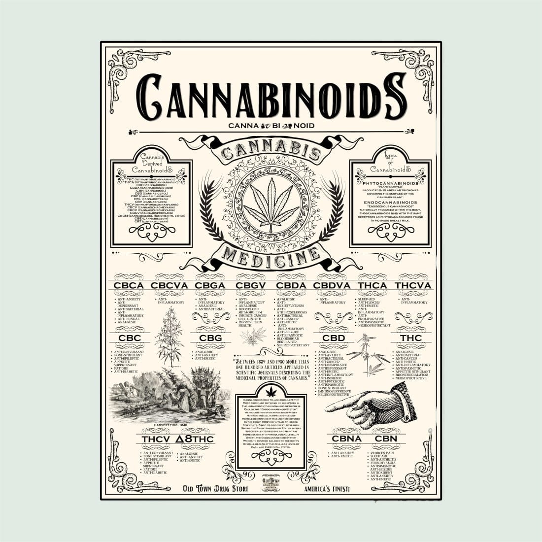 Cannabinoid System